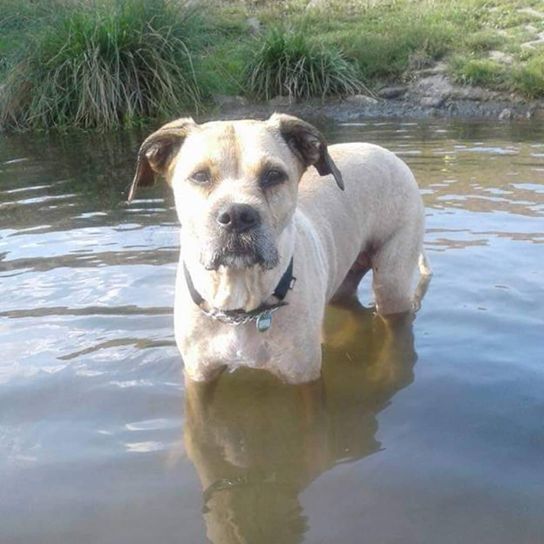 Boxer Schnauzer © Yasmin Partu Wasser,Hund,Pflanze,Hunderasse,Arbeitstier,Fleischfresser,Halsband,Begleithund,Rehbraun,Hundehalsband,