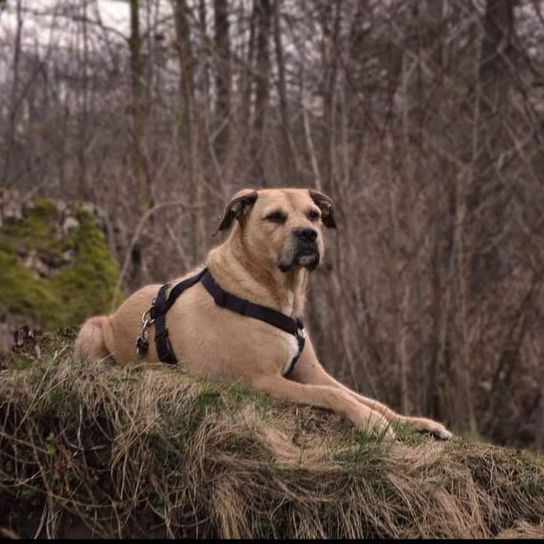 Boxer Schnauzer © Yasmin Partu Hund,Fleischfresser,Pflanze,Baum,Hunderasse,Rehkitz,Gras,Sportgruppe,Begleithund,Wildtiere,