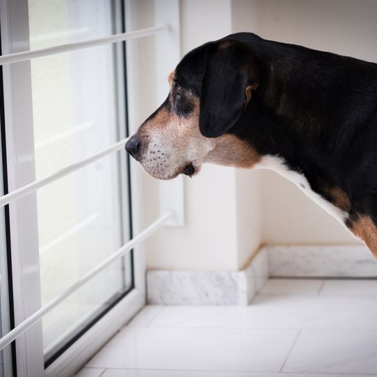 Brandlbracke breed description Brandlbracke breed description, temperament and disposition of a hunting dog from Austria, dog breed from Austria, Austrian dog, hunting dog breed, large dog breed with floppy ears, black and brown dog looks out the window, Vieräugl, Kärntner Bracke