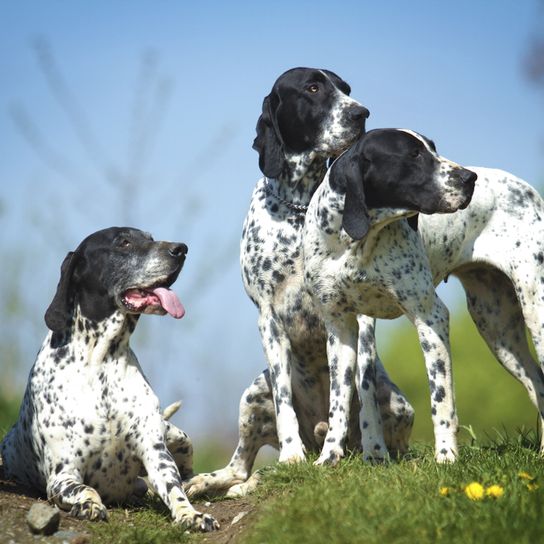 Braque d`Auvergne breed description, temperament and appearance of the French pointing dog, black and white hunting dog, hunting dog breed from France, Braque d Auvergne hunting dog with prey, overview of all dog breeds from France, French dogs