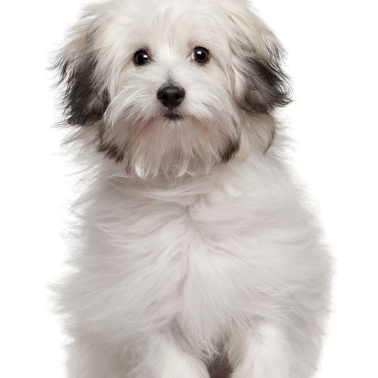 Bolognese dog, white small dog