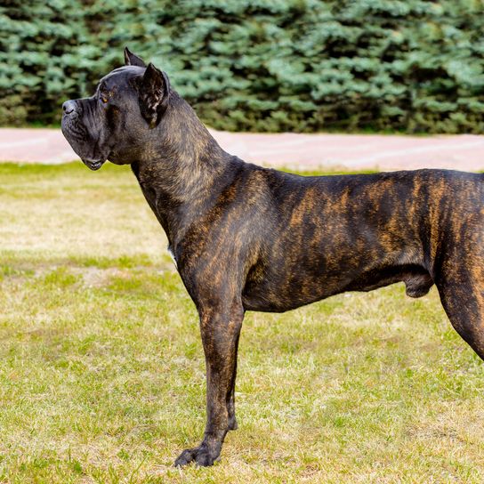 brindle cane corso Dog,Mammal,Vertebrate,Dog breed,Canidae,Carnivore,Alaunt,Molosser,Perro de presa canario,Working dog,
