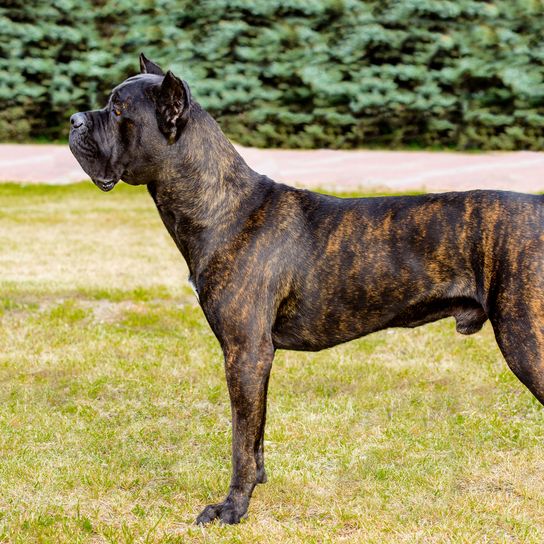 Dog,Mammal,Vertebrate,Dog breed,Canidae,Carnivore,Alaunt,Molosser,Perro de presa canario,Working dog,