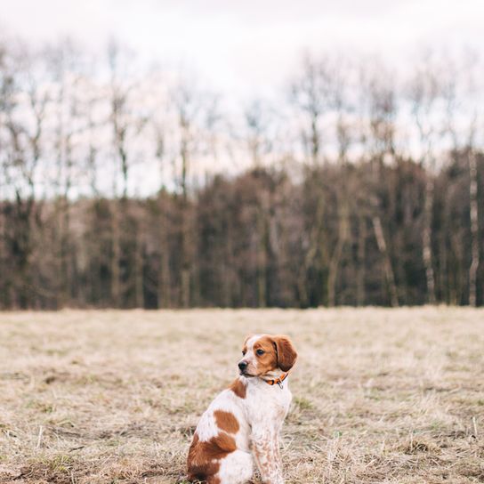 Brittany dog in a meadow in autumn Brittany dog, Breton Spaniel, French Spaniel, French dog breed, breed with medium length coat, hunting dog, brown white dog breed with floppy ears and short tail, dog born without tail, dog without tail, medium dog breed, Epagneul Breton
