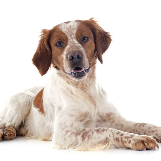 Breton spaniel Brittany dog, Breton Spaniel, French Spaniel, French dog breed, breed with medium length coat, hunting dog, brown white dog breed with floppy ears and short tail, dog born without tail, dog without tail, medium dog breed, Epagneul Breton