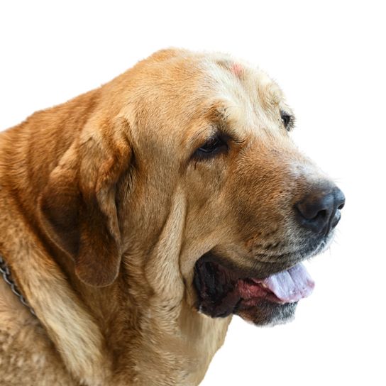 Broholmer overweight Dog,Mammal,Vertebrate,Dog breed,Canidae,Carnivore,Golden retriever,Snout,Sporting Group,Retriever,