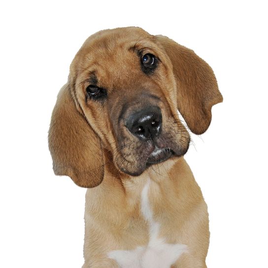 Broholm puppy Dog,Mammal,Vertebrate,Dog breed,Canidae,Carnivore,Snout,Bloodhound,Rare breed (dog),Companion dog,