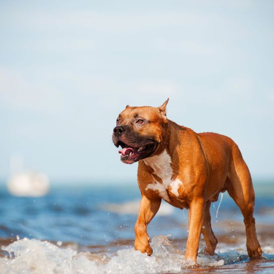brown American Staffordshire Terrier in the water Dog,Dog breed,Canidae,Mammal,American staffordshire terrier,Carnivore,American pit bull terrier,Staffordshire bull terrier,Snout,Fawn,