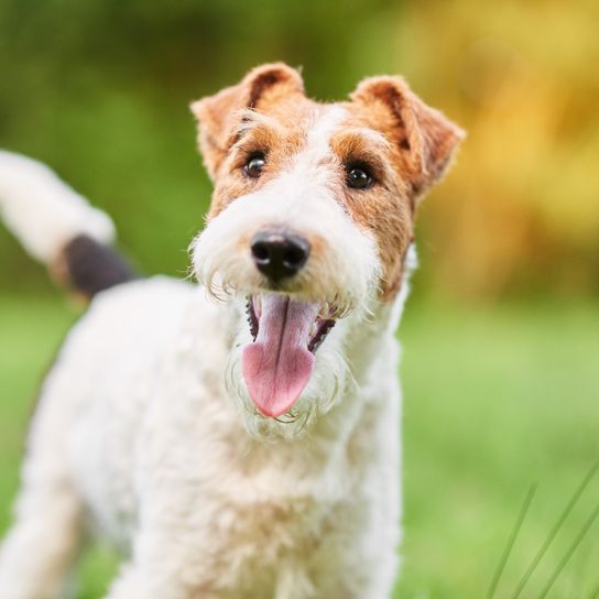 brown white fox terrier Dog,Mammal,Vertebrate,Dog breed,Canidae,Wire hair fox terrier,Carnivore,Companion dog,Terrier,Fox terrier,