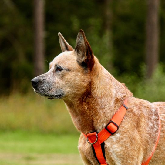 brown dog with standing ears, medium sized dog with short coat,