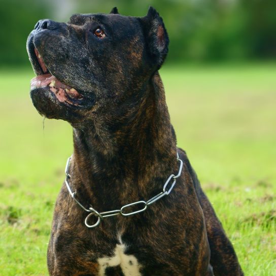 brown black bandog with chain collar Dog,Mammal,Vertebrate,Dog breed,Canidae,Carnivore,Alaunt,Cordoba fighting dog,Snout,American staffordshire terrier,