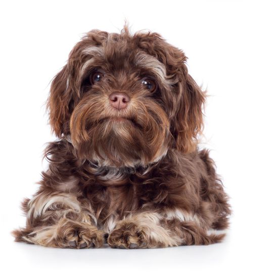 Dog,Mammal,Vertebrate,Dog breed,Canidae,Puppy,Bolonka,Schnoodle,Carnivore,Havanese,