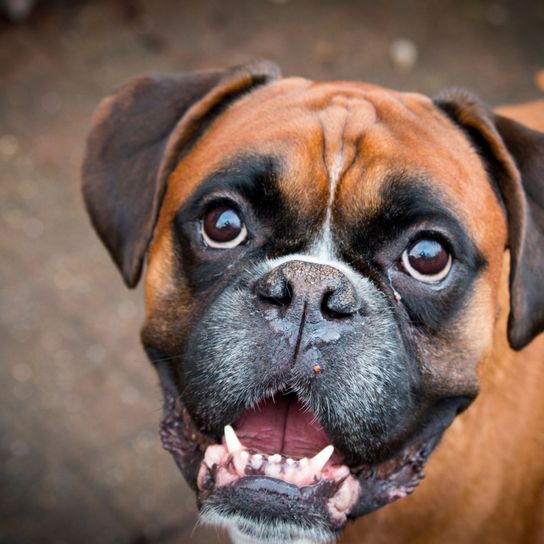 brown boxer dog with open mouth Dog,Mammal,Vertebrate,Dog breed,Canidae,Boxer,Snout,Carnivore,Bullmastiff,Companion dog,
