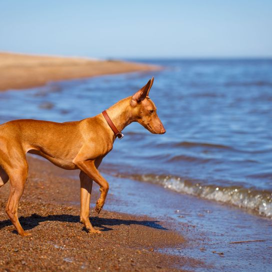Dog,Mammal,Vertebrate,Canidae,Podenco canario,Pharaoh hound,Dog breed,Ibizan hound,Carnivore,Sighthound,