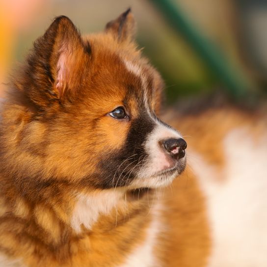 brown white black Elo puppy in side view, dog with standing ears