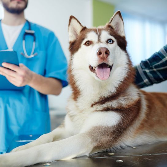 brown husky at the vet Siberian husky,Mammal,Dog,Canidae,Alaskan malamute,Sakhalin husky,Sled dog,Carnivore,Dog breed,Wolfdog,