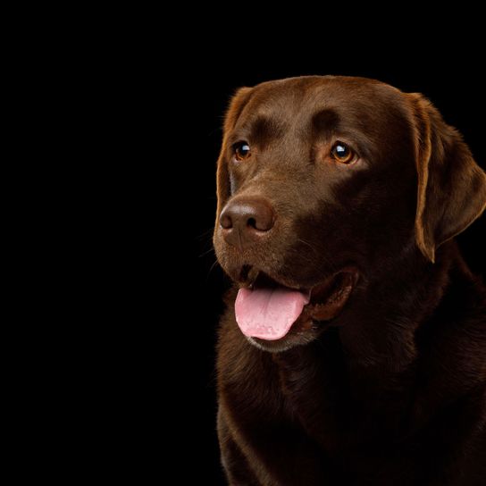 Dog,Vertebrate,Dog breed,Canidae,Mammal,Labrador retriever,Retriever,Carnivore,Sporting Group,Snout,