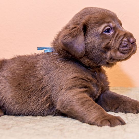 brown Labrador Wele Mammal,Vertebrate,Dog breed,Dog,Canidae,Puppy,Carnivore,Sporting Group,Companion dog,Liver,