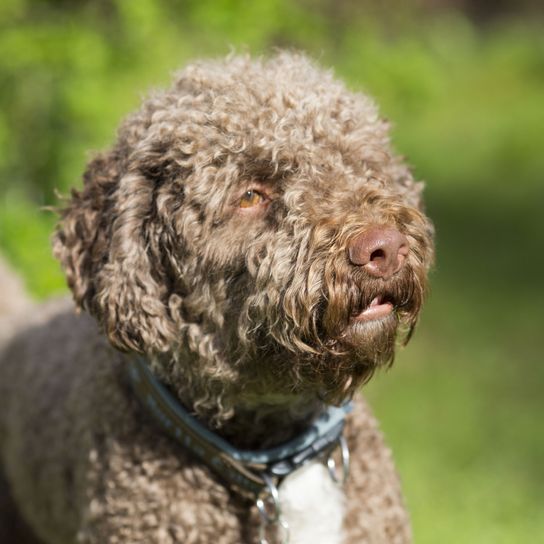 brown Lagotto Romagnolo Dog,Mammal,Vertebrate,Canidae,Spanish water dog,Dog breed,Lagotto romagnolo,Portuguese water dog,Carnivore,Sporting Group,