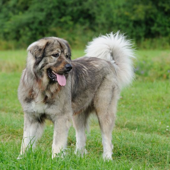 big brown dog with long coat and curled tail, fanned tail, dog with tipped ears, dog similar to Golden Retriever, dog with a lot of bite, Russian dog breed, Russian Owtscharka