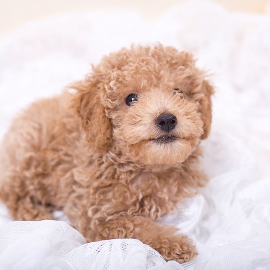 brown Pumi puppy