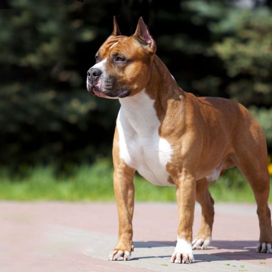 brown white American Staffordshire standing Dog,Mammal,Vertebrate,Dog breed,Canidae,American staffordshire terrier,Carnivore,American pit bull terrier,Bull and terrier,Fawn,