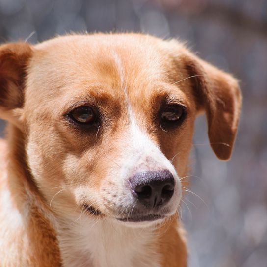 brown white dog from Austria, Austrian Pinscher, medium sized dog up to the knee, family dog, Pinscher breed