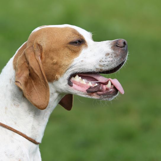 brown white English Pointer