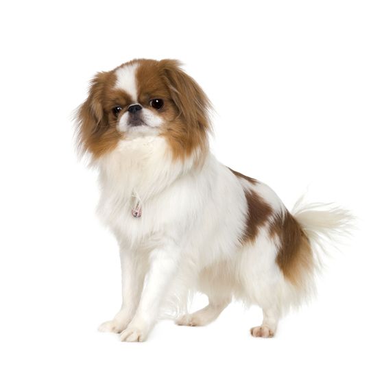 brown white japan chin Dog,Mammal,Vertebrate,Canidae,Dog breed,Companion dog,Carnivore,Phalène,Toy dog,Puppy,