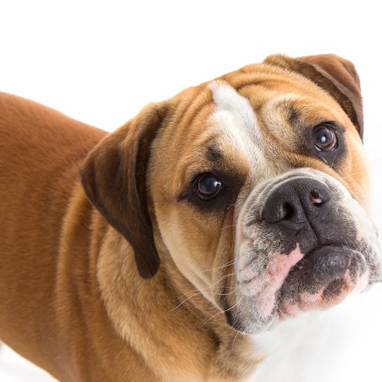 Buggle is a hybrid mix of Beagle and Bulldog, mostly English Bulldog. A very good breed for beginners and seniors