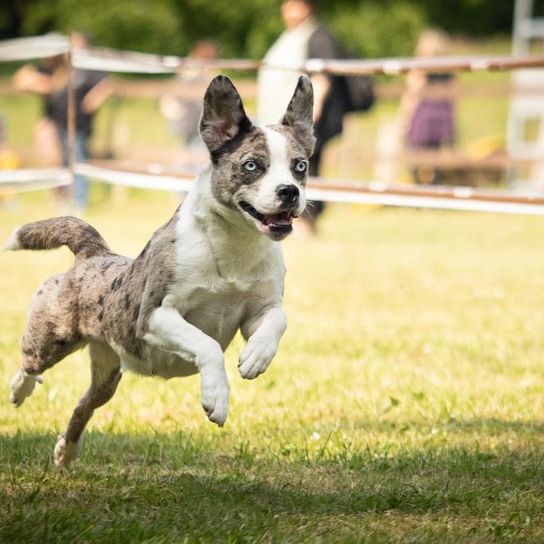 Blue French Bull Aussie from Top Dog Germany 2023