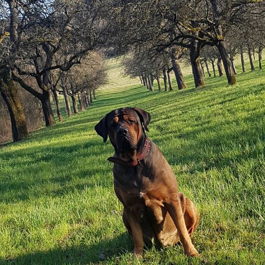 Pflanze, Hund, Hunderasse, Baum, Fleischfresser, Begleithund, Kitz, Wiese, Himmel, Menschen in der Natur,