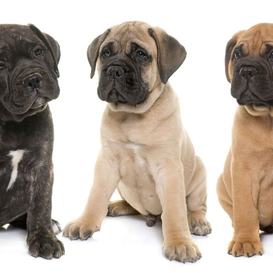 Bullmastiff puppies in all colors Dog,Mammal,Vertebrate,Dog breed,Canidae,Bullmastiff,English mastiff,Carnivore,American mastiff,Giant dog breed,
