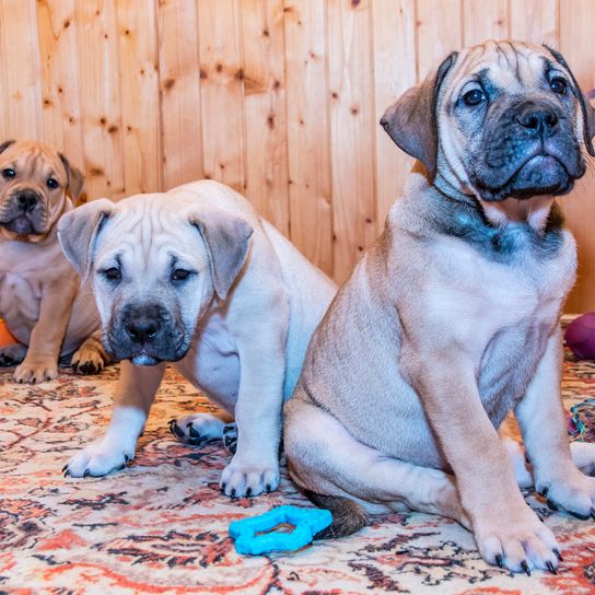 Dog,Blue,Plant,Carnivore,Dog breed,Companion dog,Fawn,Muzzle,Wrinkles,Sporting group,