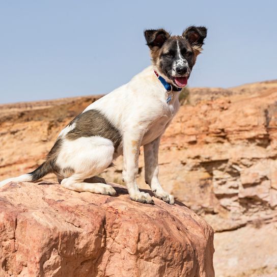 Canaan dog from Israel sitting on stones, brown white dog with prick ears, Isrealspitz, Israeli dog breed, large dog breed