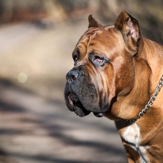 Cane Corso brown with cropped ears Dog,Mammal,Vertebrate,Dog breed,Canidae,Olde english bulldogge,Snout,Old english bulldog,Carnivore,Bulldog,