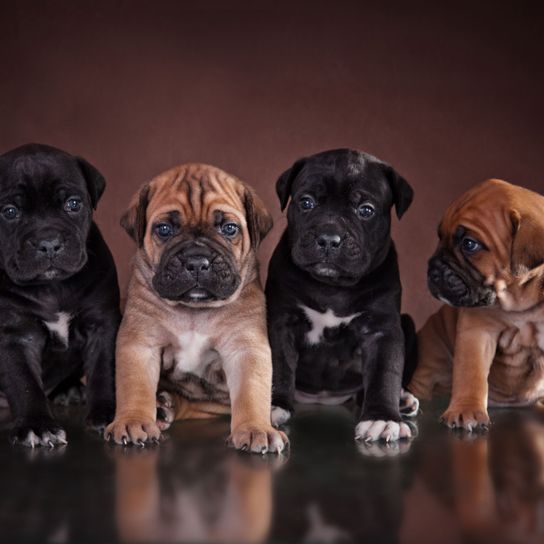 Cane Corso puppies brown and black Dog,Mammal,Vertebrate,Dog breed,Canidae,Bullmastiff,Boerboel,Carnivore,Cane corso,Snout,