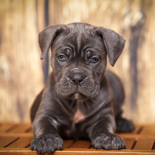 Dog,Mammal,Vertebrate,Dog breed,Canidae,Carnivore,Cane corso,Snout,Puppy,Molosser,