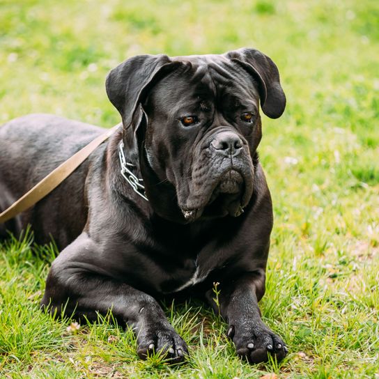 Cane Corso on the leash Dog,Mammal,Vertebrate,Canidae,Dog breed,Carnivore,Molosser,Snout,Cane corso,Grass,