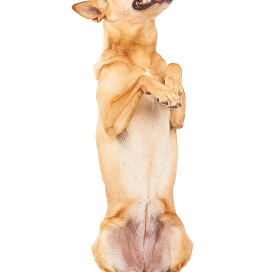 Carolina Dog, American Dingo, Brown medium dog with ears, Dingo from America, American dog breeds, Unrecognized dog breed from America, USA dog, Dog of the inhabitants, Native dog breed, Breeding dog, Free-living breed, Female, Female dog