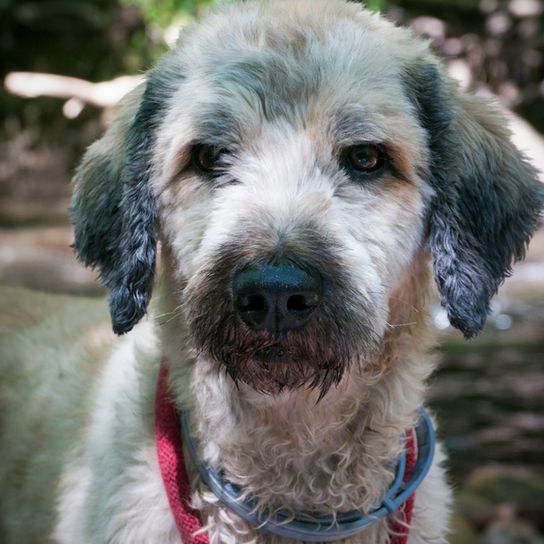 young catalan shepherd dog with woolly coat, dog similar to sheep, dog with woolly coat, young dog, puppy