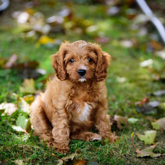 Cavapoo puppy brown white in grass Dog,Mammal,Vertebrate,Dog breed,Canidae,Puppy,Carnivore,Cockapoo,Cavapoo,Companion dog,