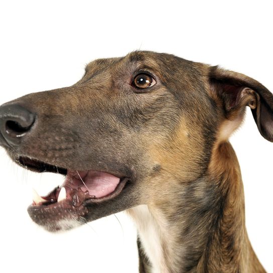 Chart Polski, Polish Greyhound brown, big dog breed, skinny dog, greyhound from Poland