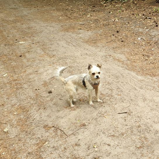 Hund,Arbeitstier,Fleischfresser,Hunderasse,Begleithund,Kitz,Landtier,Schnauze,Gras,Boden,