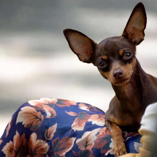 Chihuahua brown with bat ears Mammal,Dog,Vertebrate,Dog breed,Canidae,Pražský krysařík,Russkiy toy,Carnivore,English toy terrier,Miniature pinscher,