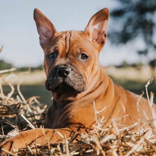 Chinese congqing dog with standing ears Dog,Mammal,Vertebrate,Dog breed,Canidae,Carnivore,Snout,Fawn,Grass,Non-Sporting Group,