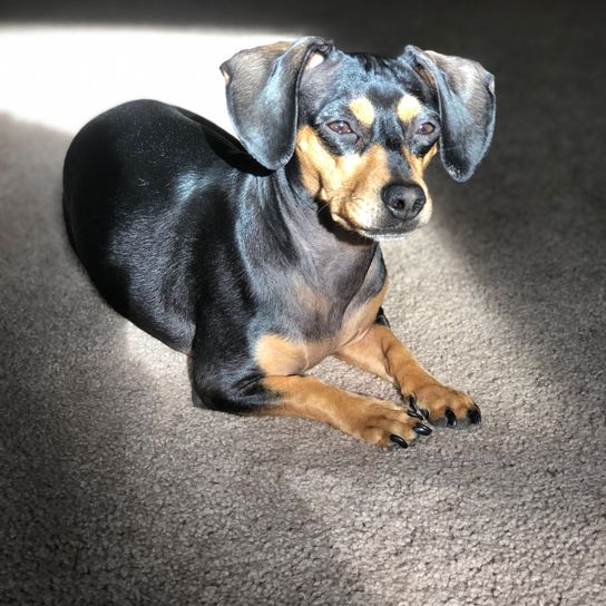 Chiweenie mix Dog,Mammal,Vertebrate,Dog breed,Canidae,Carnivore,Puppy,Snout,Pinscher,Miniature pinscher,