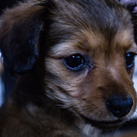 Chiweenie puppy Dog,Mammal,Vertebrate,Dog breed,Canidae,Puppy,Snout,Nose,Carnivore,Whiskers,