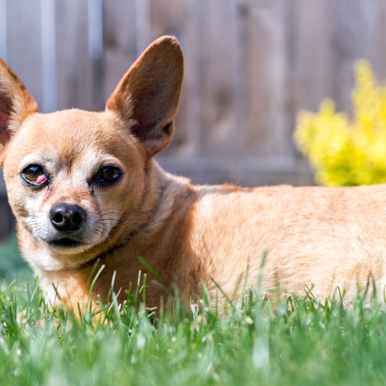 Dog,Mammal,Vertebrate,Dog breed,Canidae,Chihuahua,Snout,Carnivore,Companion dog,Grass,