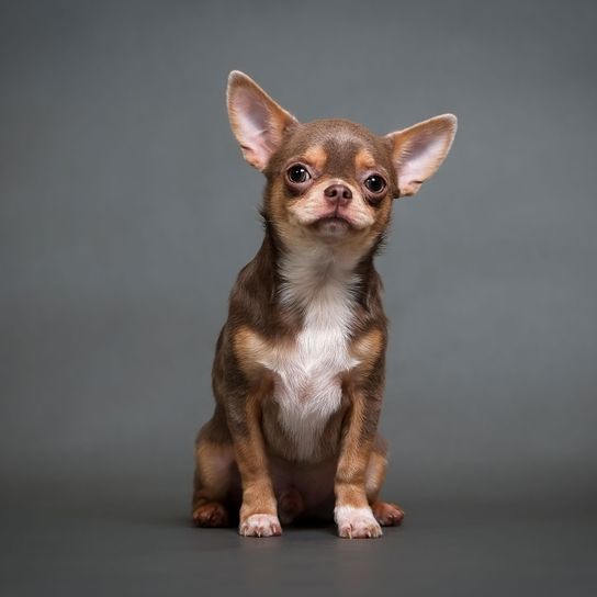 Chocolate Tricolor Chihuahua Shorthair Mammal,Vertebrate,Canidae,Dog,Dog breed,Carnivore,Chihuahua,Puppy,Russkiy toy,Snout,